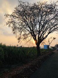 Bare tree on field against sky during sunset