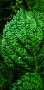 Close-up of wet leaves