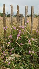 Pink flowers blooming on field