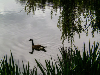 Swans swimming in lake