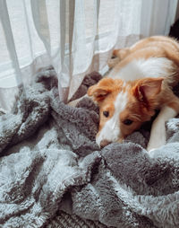 Portrait of dog relaxing on blanket at home