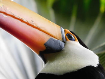 Close-up of bird