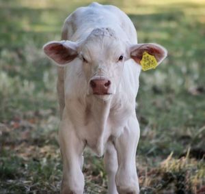 Portrait of calf standing on field