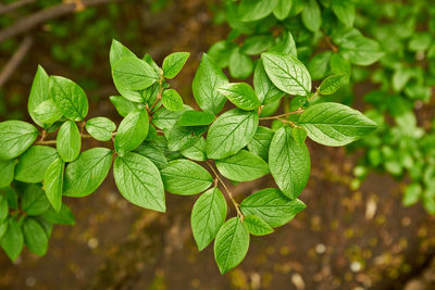 Close-up of plant