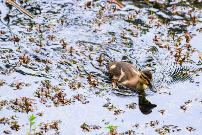 High angle view of duck swimming in lake