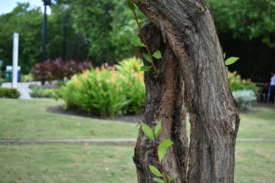 Close-up of tree trunk