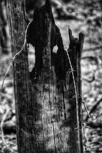 Close-up of tree stump on field