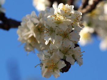 Close-up of white cherry blossom tree