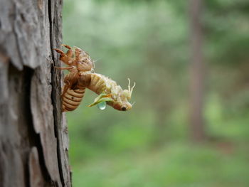 Close-up of insect on tree trunk