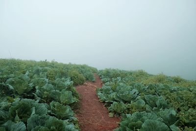 Scenic view of green landscape