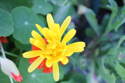 Close-up of yellow flower blooming outdoors