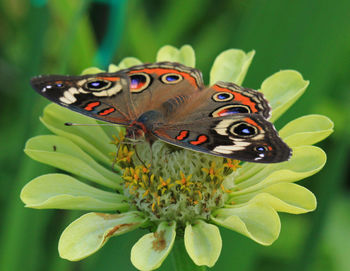 Close-up of butterfly pollinating on flower