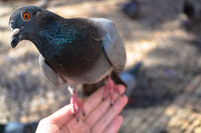 Close-up of hand feeding bird