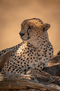 Cheetah looking away while relaxing in forest