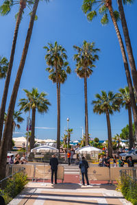 palm tree