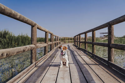 Dog on footbridge against clear sky