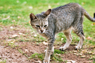 Portrait of a cat walking on field