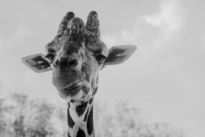 Close-up portrait of a horse