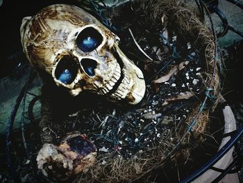 High angle view of human skull