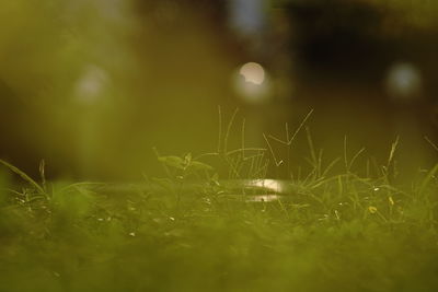 Close-up of grass on field