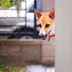 The cute brown and white dog appear out of the house's walls and look skeptical. animal concept.