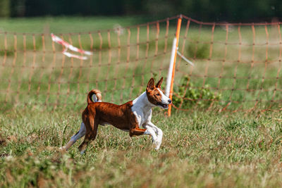 Basenji puppy running first time in field on lure coursing competition