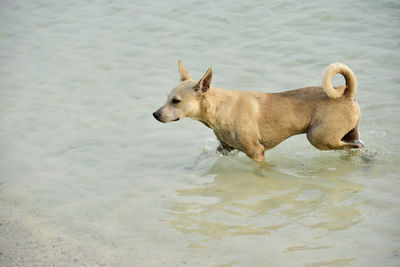 High angle view of dog running in water