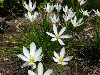 Close-up of white daisy flowers