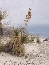 Plants growing on sand at beach against sky