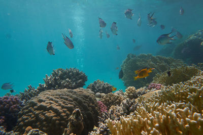 Diving at a coral reef at marsa alam, egypt november 2022