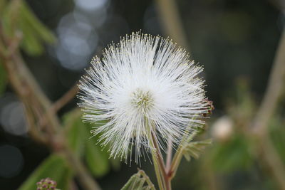 Close-up of dandelion against blurred background