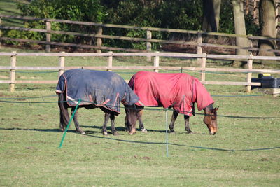Horses grazing on grassland