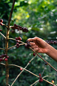 Close-up of hand holding berries