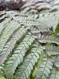 ferns and horsetails