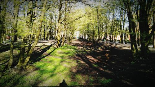 Trees in forest