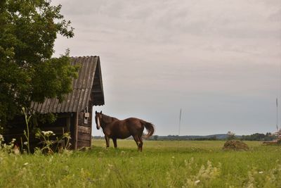 Horse grazing in a field
