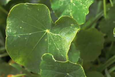 Close-up of wet plant leaves