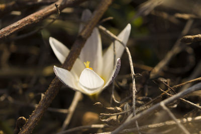 High angle view of white flowers on land