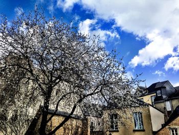 Low angle view of cherry tree by building against sky