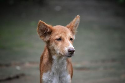 Portrait of a dog looking away