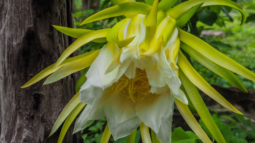 Close-up of yellow flower