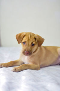 Close-up of dog lying on bed