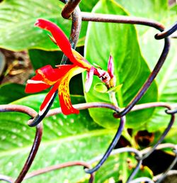 Close-up of red flowering plant