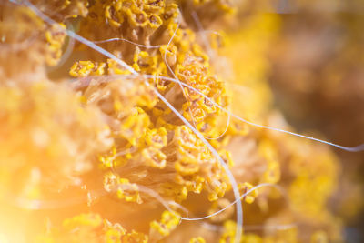 Close-up of yellow flowering plant