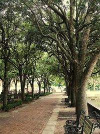 Footpath leading towards trees