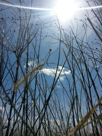 Sun shining through trees