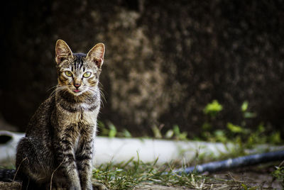 Portrait of starring cat