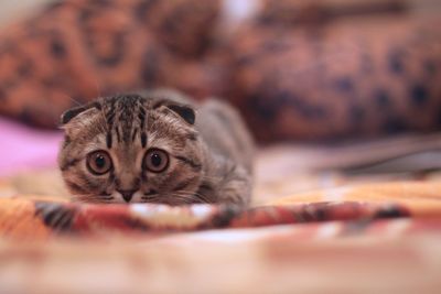 Close-up portrait of a cat