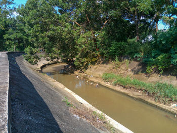 Scenic view of river amidst trees in forest