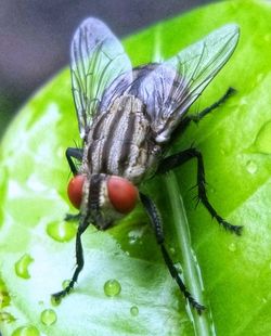 Close-up of fly on fruit